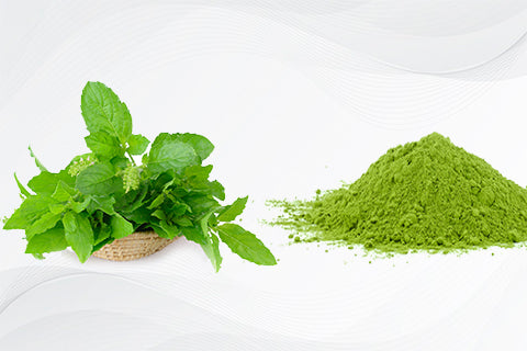 Top 5 Remarkable Benefits Of Tulsi Powder