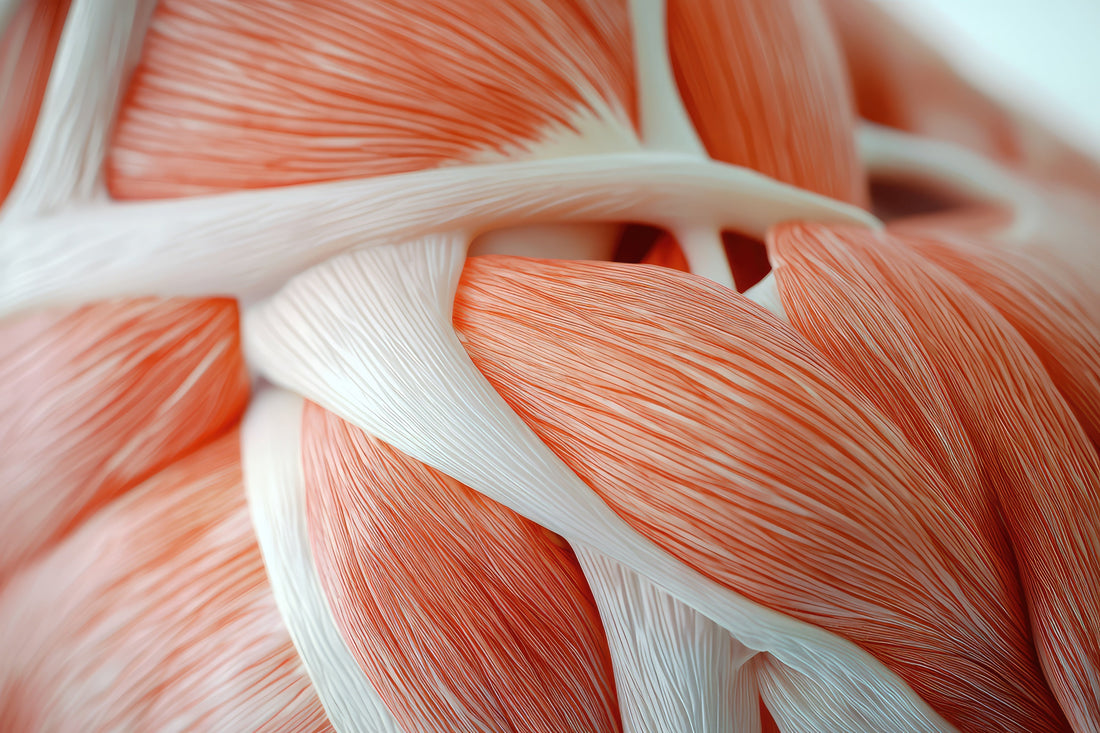 Muscle Protein Synthesis and Its Impact on Muscle Growth
