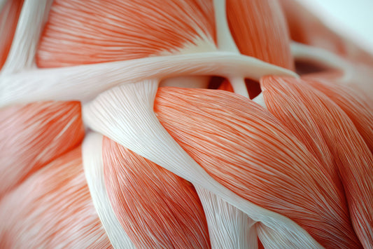 Muscle Protein Synthesis and Its Impact on Muscle Growth