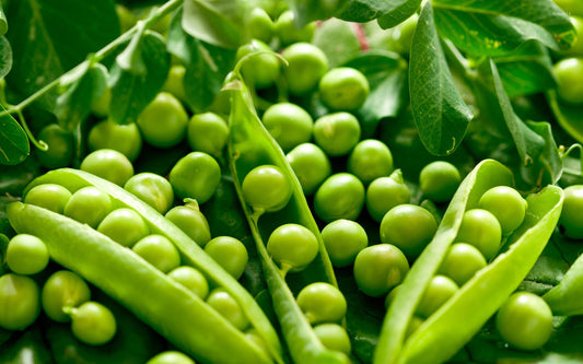 Pea Protein-एक सस्य आधारित POWERHOUSE